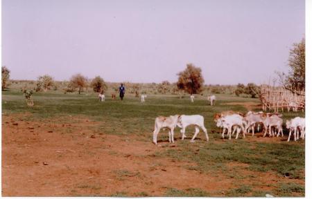 DIOF NGO